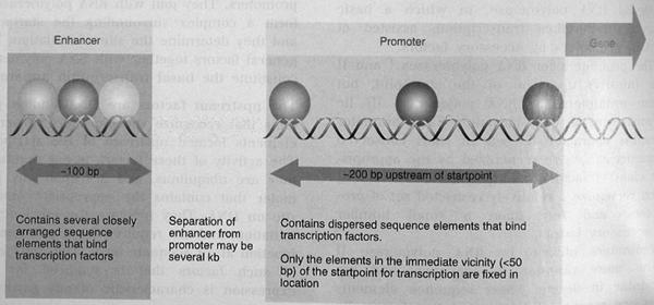 Transkription bei Eukaryonten Anders als bei Bakterien können Regulatorelemente auch weit (mehrere tausend Basenpaare) vom Gen entfernt auf der DNA (meist davor: upstream ) liegen.