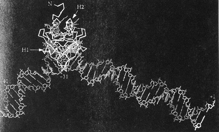 Transkription bei Eukaryonten Durch die Bindung von TBP wird die DNA