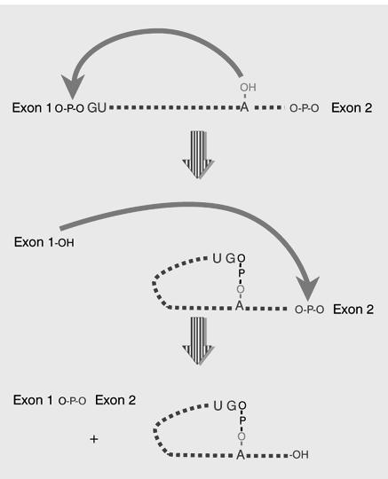 Reifung des Transkripts: Splicing Der Splicevorgang verläuft über zwei Umesterungen, d.