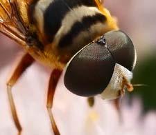 PHYSIK INSEKTEN HABEN BESONDERE AUGEN Hast du schon einmal die Augen von Insekten angeschaut? Die Augen sind oft viel größer als der Kopf.