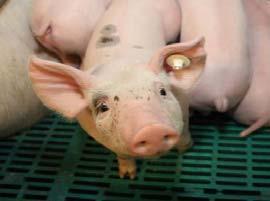 zu entwickeln, die das Wohlbefinden von landwirtschaftlichen Nutztieren zu beschreiben versuchen Folie 7 (03/2017) Schweinehaltung in