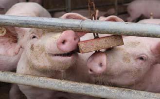 for Growing Pigs Bristol-Welfare-Assurance-Programme ProPIG Herdengesundheits-Tierschutzindex Kritische Kontrollpunkte CCP/CMP