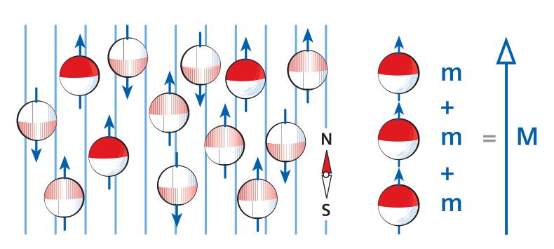 Magnetisierung Beim Einbringen des Voxels in das Magnetfeld richtet sich ein Teil der Spins mit und ein Teil der Spins gegen das Magnetfeld aus Das Verhältnis der Aufteilung beträgt jedoch nicht