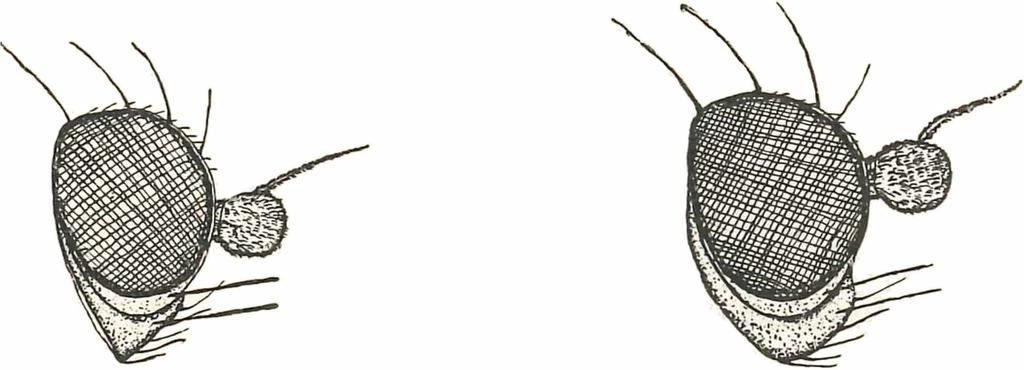 Hering, Beiträge zur Kenntnis der Agromyziden (Dipt.). 221 Ph. aquilegiae Hard. besitzen ein ganz schwarzes, nicht lederbraunes Nahtdreieck. Stirn und Untergesicht sind ockergelb (bei Ph. auricomi m.