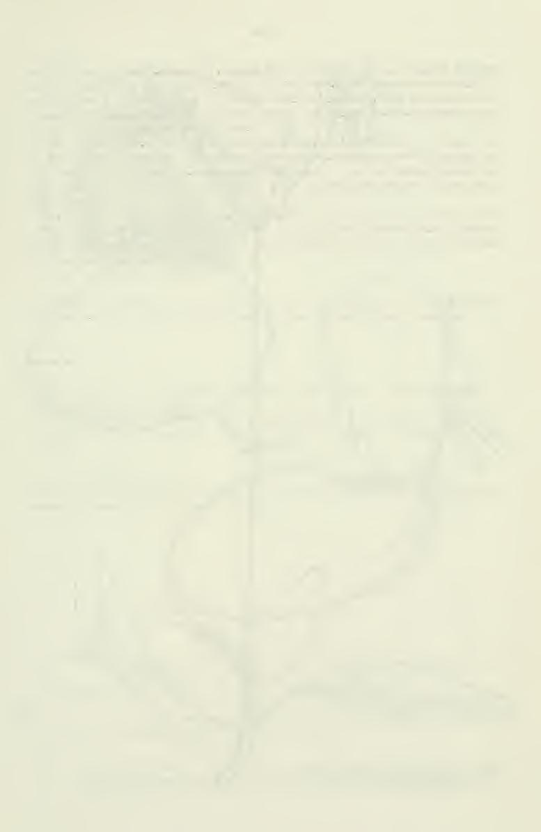 65 weiterer Bogen mit dem gleichen Originaletii<ett (SGO 055959), den man zunächst für einen Isotypus von C. palenae halten müßte, ist ein Mischbeleg, der zweierlei Arten zeigt: C. aiseniana und C.