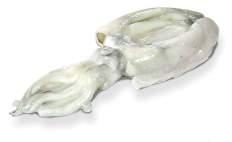kopffüssler / weichtiere calamar indien loligio duvauceli calamar jar südafrika (3-6, 6-10, 10-20) 6 x 2 loligio reynaudi (s, m) ca. 12 3-6 Stk/ Art-Nr.
