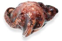 : 10050 calamar marokko premium loligio vulgaris ca. 8 KOPFFÜSSLER Loligo gahi calamar (c, c4, c4l) ca. 10 16-20 cm (einzeln verpackt) Art-Nr.: 10040 Art-Nr.: 10055 calamar patagonien ca.