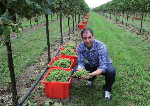 Bei der Arbeit folgen Claudio Pavin und die Weinbauern dem natürlichen Zyklus der Reben und der Jahreszeiten.