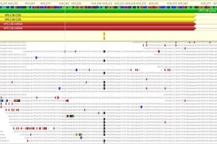Example reverse phenoyping Patient with severe global delay, microcephaly, intractable epilepsy Exome sequencing Homozygous frameshift variant in NSUN3-Gen c.