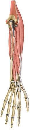 .4 Daumen Extrinsische Muskulatur des Daumensattelgelenks Die extrinsische Muskulatur liegt außerhalb der Hand im Bereich des Unterarms.