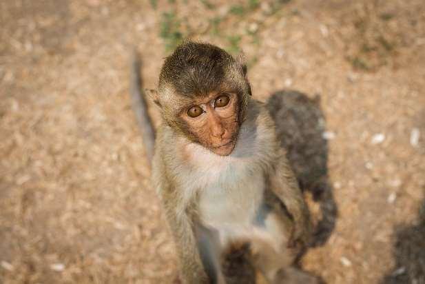 machen Sie einen exklusiven Ausflug zum Khao Takiab auch Affenberg genannt, auf welchen Sie eine spektakuläre