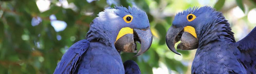 Sie erkunden das Pantanal, das wegen seiner Vielfalt und der zahlreichen Vogel- und Tierarten auch als Arche Noah Südamerikas bezeichnet wird, und erleben den beeindruckenden Amazonas-Regenwald