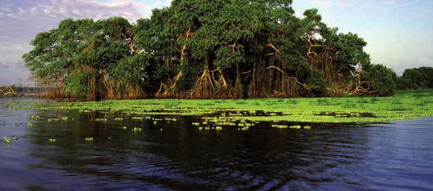 17 Zusammenfluss der unterschiedlich gefärbten Flüsse Rio Negro und Solimões erleben. (F/A) 11. Tag Amazonas-Lodge Morgens steht eine Dschungelwanderung an.
