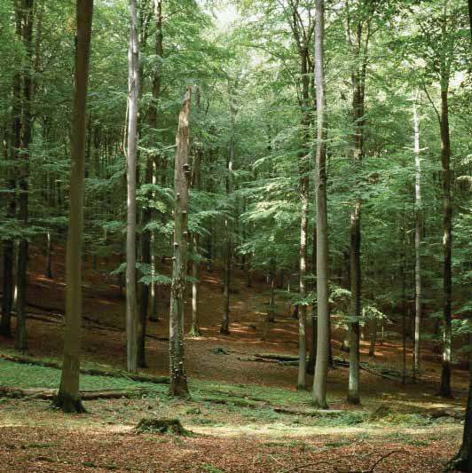 1934 veröffentlichte HERBERT HESMER, ein weitblickender Forstwissenschaftler, seinen Aufruf, landesweit ein Netz von Naturwaldzellen zu errichten.