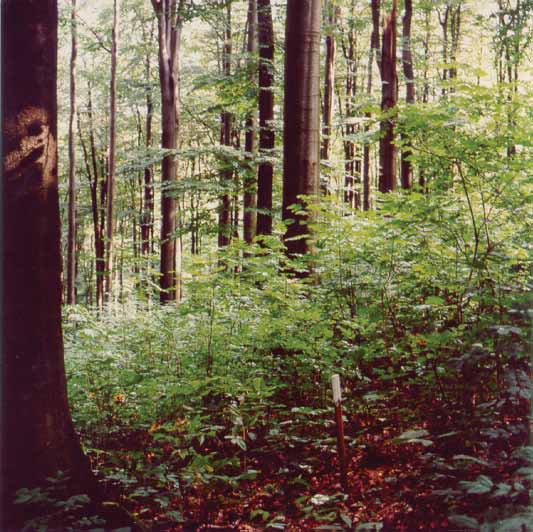 Von 1988 bis 2005 war die Hessische Forsteinrichtungsanstalt (heute: Hessen-Forst, Servicezentrum Forsteinrichtung und Naturschutz) für das Management des Naturwaldreservate-Programms zuständig.