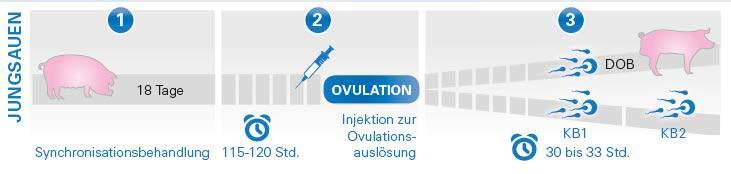 Reproduktionssysteme / Verfahren Jungsauen 2,5 ml Buserelin werden 115 120 Stunden nach Beendigung der Synchronisationsbehandlung mit Altrenogest verabreicht.