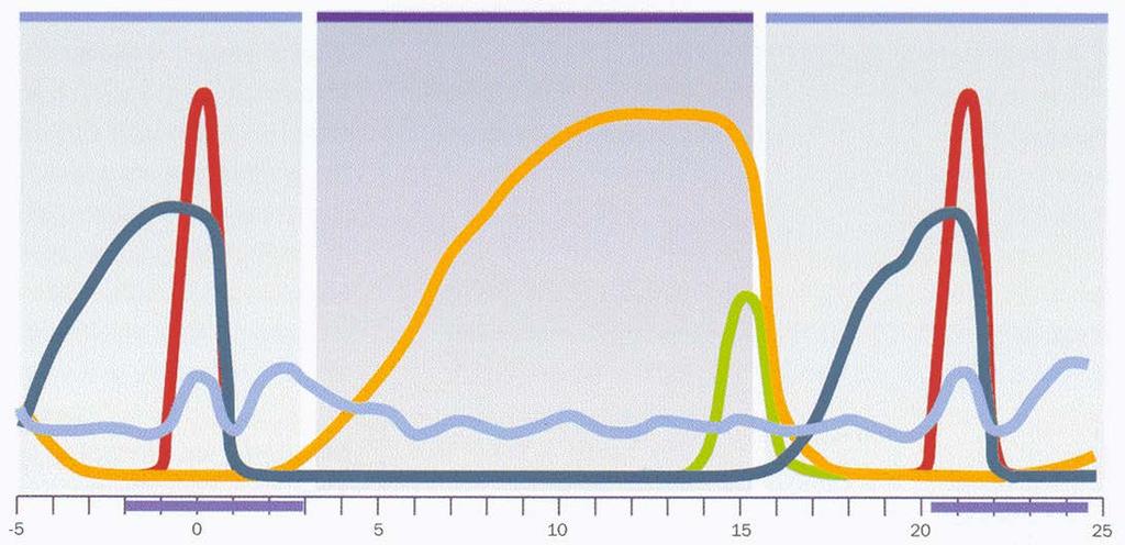 Daten und Zahlen zu den Hormonen Follikelphase Gelbkörperphase Follikelphase