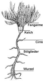 (Columna) Gelbstiel-Seelilie, Dumetocrinus antarcticus Passionsblumen-Haarstern,
