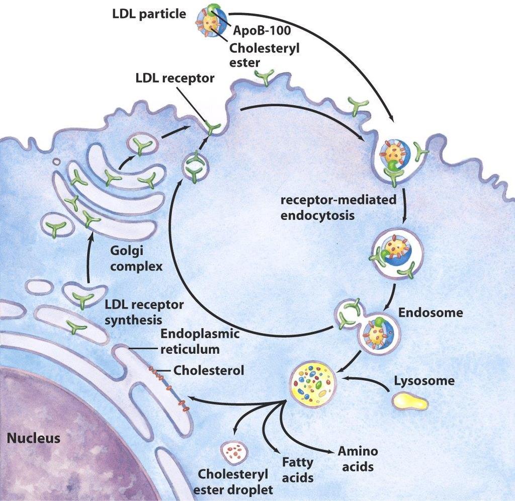 Endocytosis of