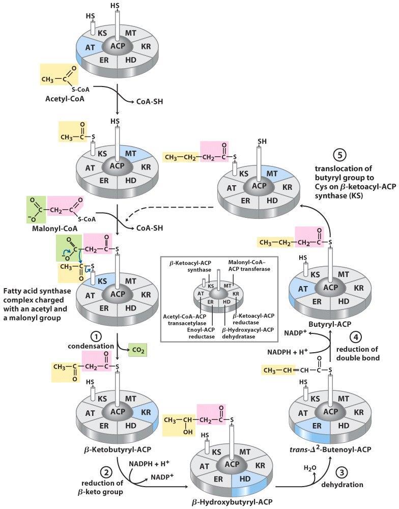 Fettsäuresynthese ketoacyl synthetase (KS) ketoacyl reductase (KR) hydroxyoacyl dehydratase (HD) four basic enoyl reductase (ER)