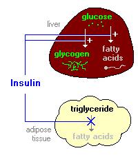 Glucose-Fettsäure Zyklus Leber Glucose Glykogen Fettsäuren Insulin Triglyceride Fettgewebe Fettsäure Wenn im Pasma der Glucoseconzentration sinkt (Hunger, Glucagon) von Fettgewebe