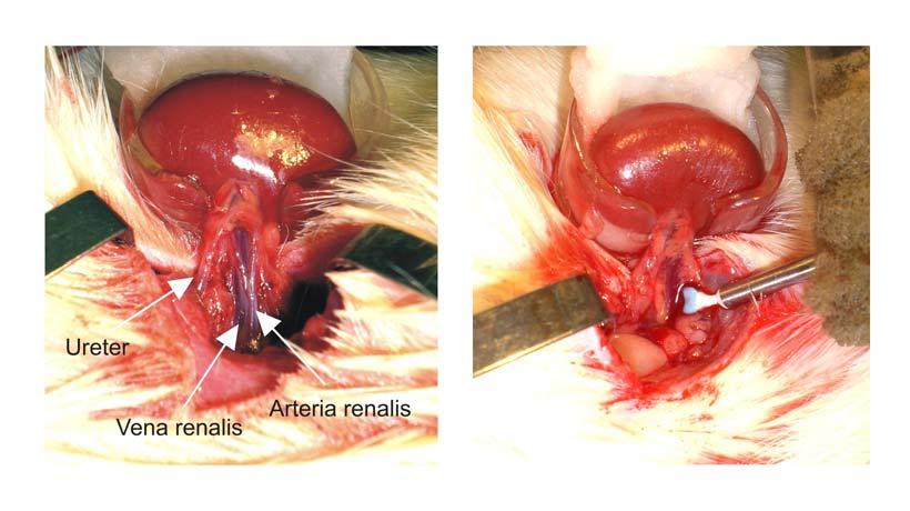 3 Versuchsaufbau, Material und Methoden Abbildung 13: Links freipräparierter Ureter und Arteria renalis über Vena renalis, rechts Anordnung der RBF-Meßkopfes mit Ultraschallsonde Entnahme der Niere
