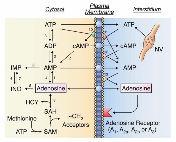 1 Einleitung Durch Nukleosidtransporter (ENT) gelangen Adenin-Nukleoside aus den Zellen ins Interstitium und können dort Rezeptoren aktivieren.