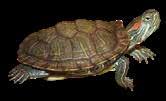Reptilien Wasserschildkröten und Frösche benötigen nicht viel Nahrung. Diese Allesfresser bekommen leider zu oft zu viel zu essen.
