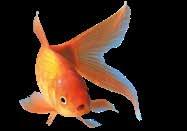 Goldfische Der Goldfisch ist der meistverkaufte Aquarienfisch. Dieser beliebte Fisch stellt für die meisten Kinder die erste Einführung in das Aquarium-Hobby dar.