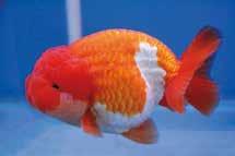 Schleierschwänze und Löwenköpfe wie Oranda, Ranchu und Azuma Nishiki sind Goldfische mit einem besonderen Körperbau, Schleierschwänzen und Flossen und gewöhnlich prächtiger orangefarbener und roter