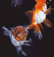 Goldfisch Saki-Hikari, sinkendes Futter für Fancy Goldfish!