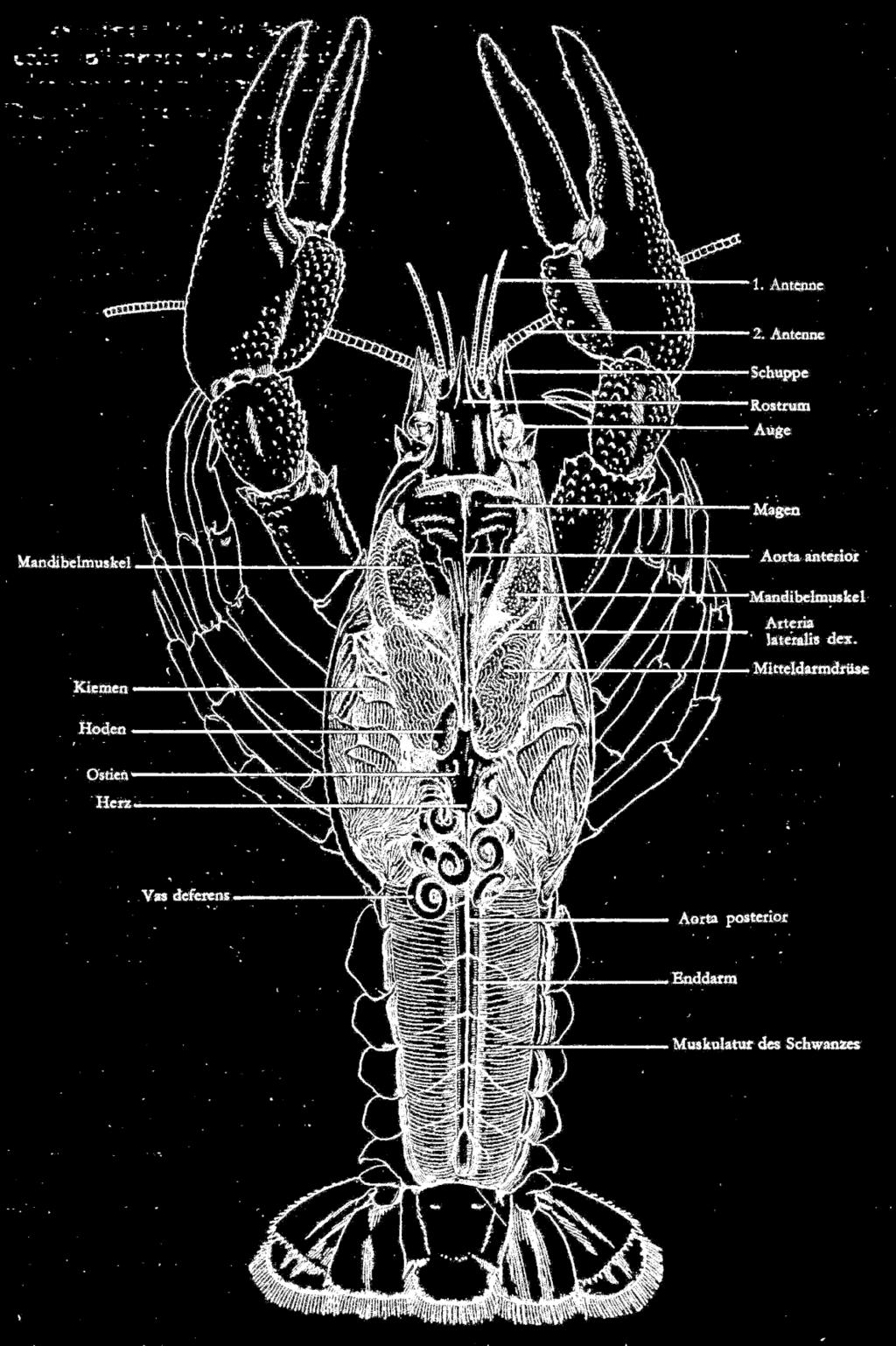 Abb. Anatomie des