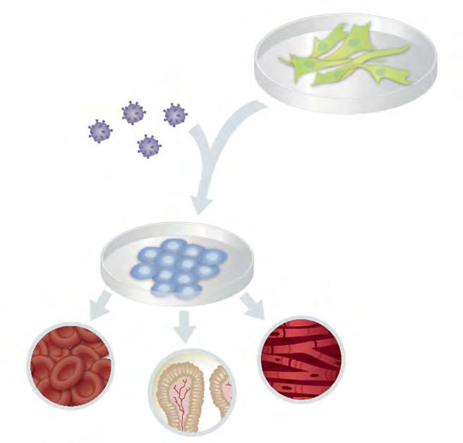 BIOLOGIE & MEDIZIN_Stammzellen Körperzellen Klf4 Oct4 c-myc Sox2 Umprogrammierung Pluripotente Stammzellen Vom Spezialisten zum Generalisten zum Spezialisten: Die Zugabe von Viren mit den Genen für