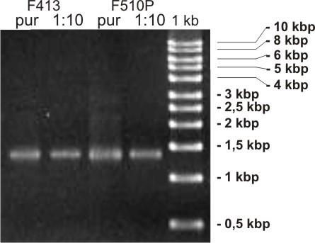 3 Ergebnisse Abbildung 8: PCR Ergebnisse der Zusatzprobe Die erneute DNA-Extraktion und Amplifikation der Probe 6 (k-8040) wird in Abbildung 9 dargestellt.