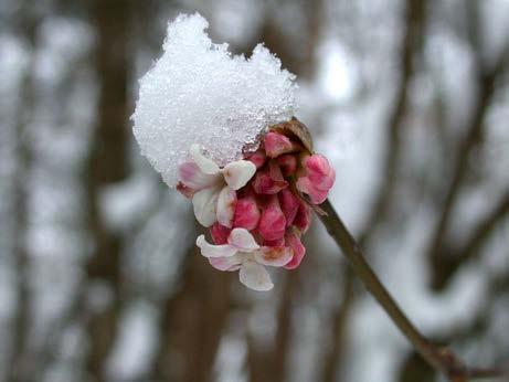 spp. WinterblÅhende SchneebÇlle (Caprifoliaceae) VEIT MARTIN DÅRKEN & ARMIN JAGEL 1 Einleitung Unter den BlÇtengehÉlzen, die bereits im Winter blçhen, spielen bei uns im Wesentlichen fremdlñndische