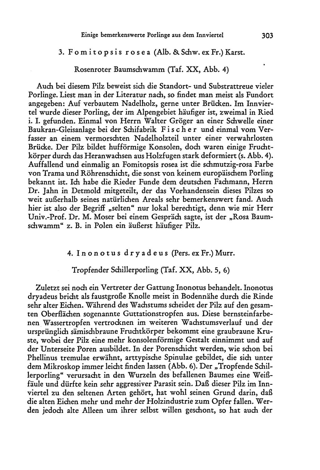 Einige bemerkenswerte Porlinge aus dem Innviertel 303 3. Fomitopsis rosea (Alb. &. Schw. ex Fr.) Karst. Rosenroter Baumschwamm (Taf. XX, Abb.