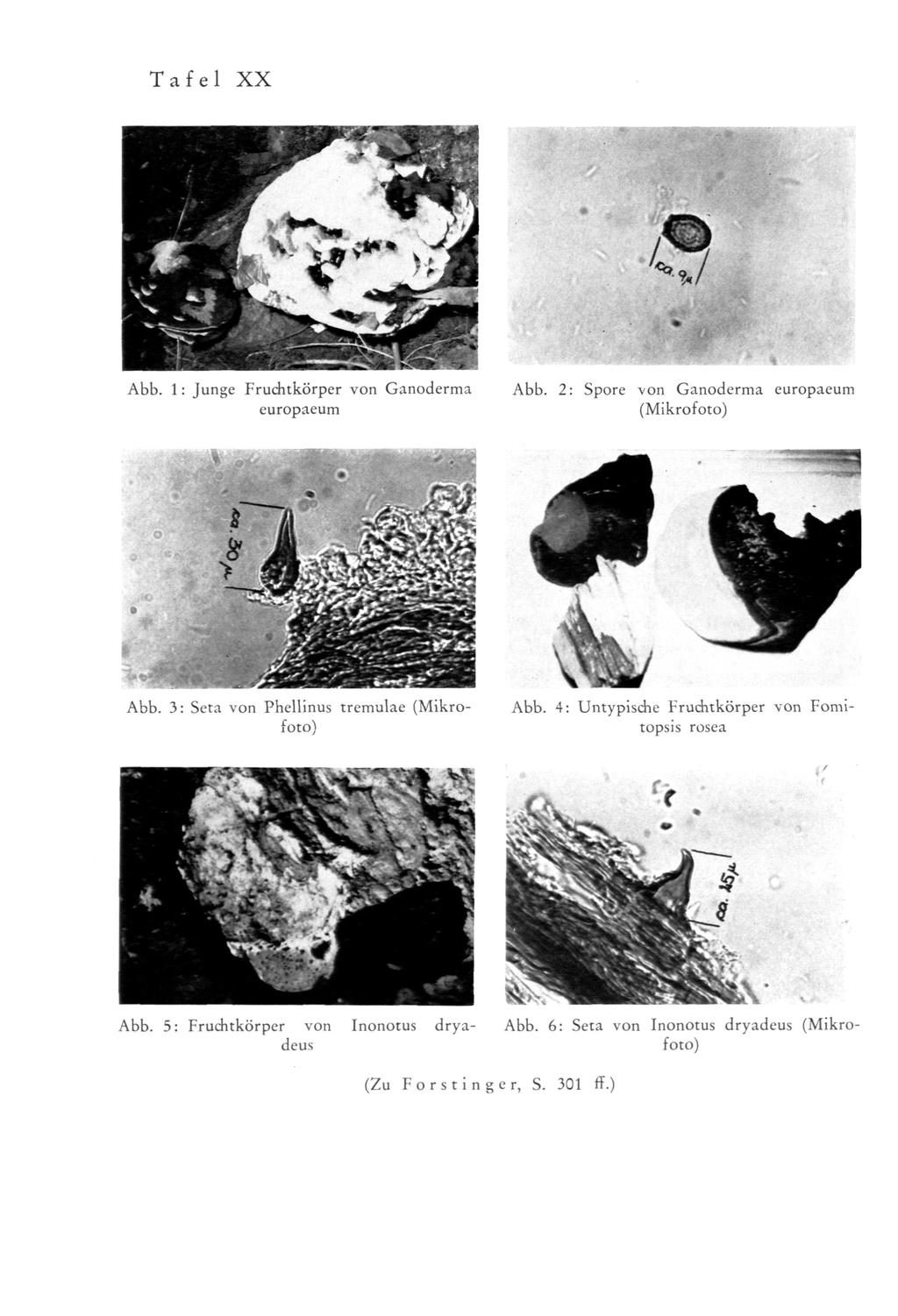 Tafel XX Abb. 1 : Junge Fruchtkörper von Ganoderma europaeum Abb. 2: Spore von Ganoderma europaeum (Mikrofoto) Abb. 3: Seta von Phellinus tremulae (Mikrofoto) Abb.