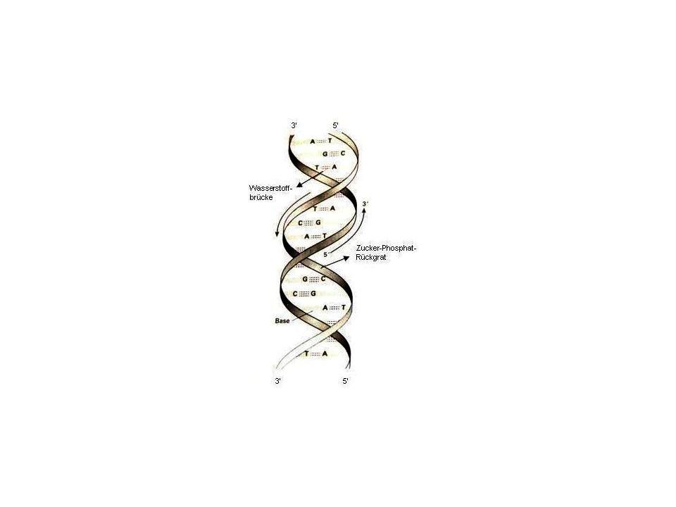 Material und Methoden 20 Abbildung 2.1: Aufbau der DNS-Doppelhelix (modifiziert nach Williams et al., 1993) Um eine PCR durchzuführen wird ein Thermocycler benötigt.