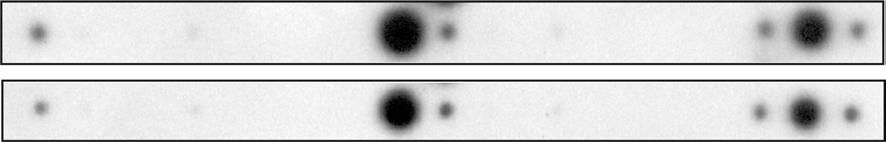 2. Ergebnisse Differenz (%) = -[(Signal 1 korr Signal 2 korr ) /Signal 1 korr x 100] Formel 2 Formel 2 gilt für Gene bei denen Signal 2 korr kleiner ist als Signal 1 korr.