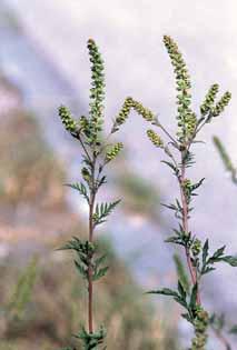 Diese Frage stellt sich bei den folgenden Pflanzen, die ebenfalls immer wieder um die Futterhäuschen erscheinen, wie etwa der Stechapfel (Datura stramonium - Abb.