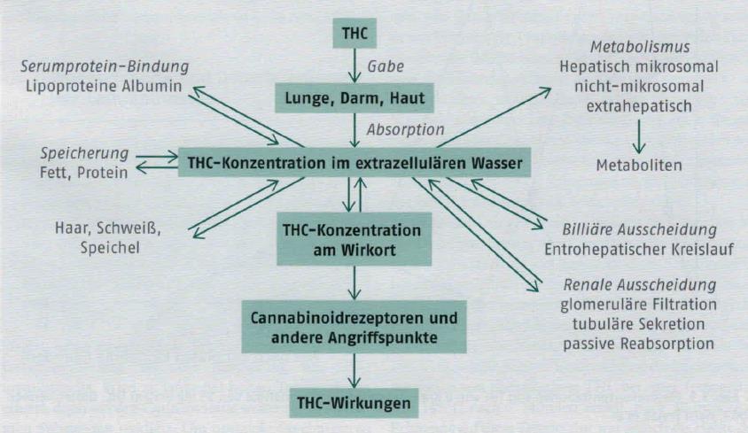 Pharmakokinetik der Cannabinoide