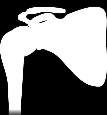 Oberarmknochen (Humerus) Die Schulter ist ein Kugelgelenk, das von Muskeln, Bändern und Sehnen zusammengehalten wird und den Oberarmknochen mit dem Schulterblatt und dem Schlüsselbein verbindet.