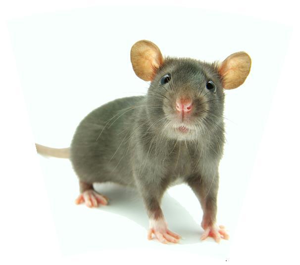 Dieses Haustier ist mit der Maus verwandt.