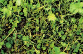 ) Der Klappertopf ist eine einjährige Pflanze und kommt auf extensiven, spät genutzten Wiesen vor. Wegen seines Gehaltes an Glykosiden (Rhinantin) ist der Klappertopf giftig.