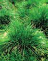 Rasenschmiele (Deschampsia cespitosa) Die Rasenschmiele ist ausdauernd und bildet große Horste mit auffallend rauen Blättern und hohen Halmen aus.