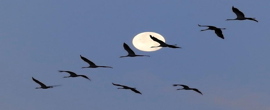 Mirower Zeitung 29.09.2018 MZ Seite 7 MÜRITZ-NATIONALPARK: Aufgewacht mit den Vögeln des Glücks Der Morgennebel liegt schwer auf den Wiesen am Rederangsee.