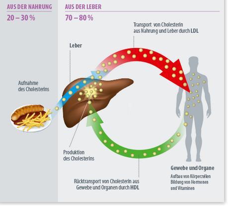 «Cholesterin- Taxis»: HDL und LDL HDL (High