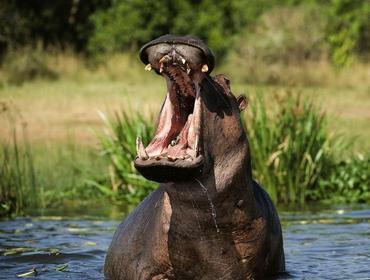 9. Tag: Safari zu Land und zu Wasser Am frühen Morgen brechen Sie in der Gras-Savanne des Nationalparks zu einer Pirschfahrt auf.