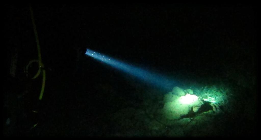 Nachttauchen Im Meer gibt es Lebewesen, die man erst bei Nacht sehen kann und auch im See gibt es oft gerade im Winter mehr Fische. Nachttauchen kann ein sehr spannendes Erlebnis sein.