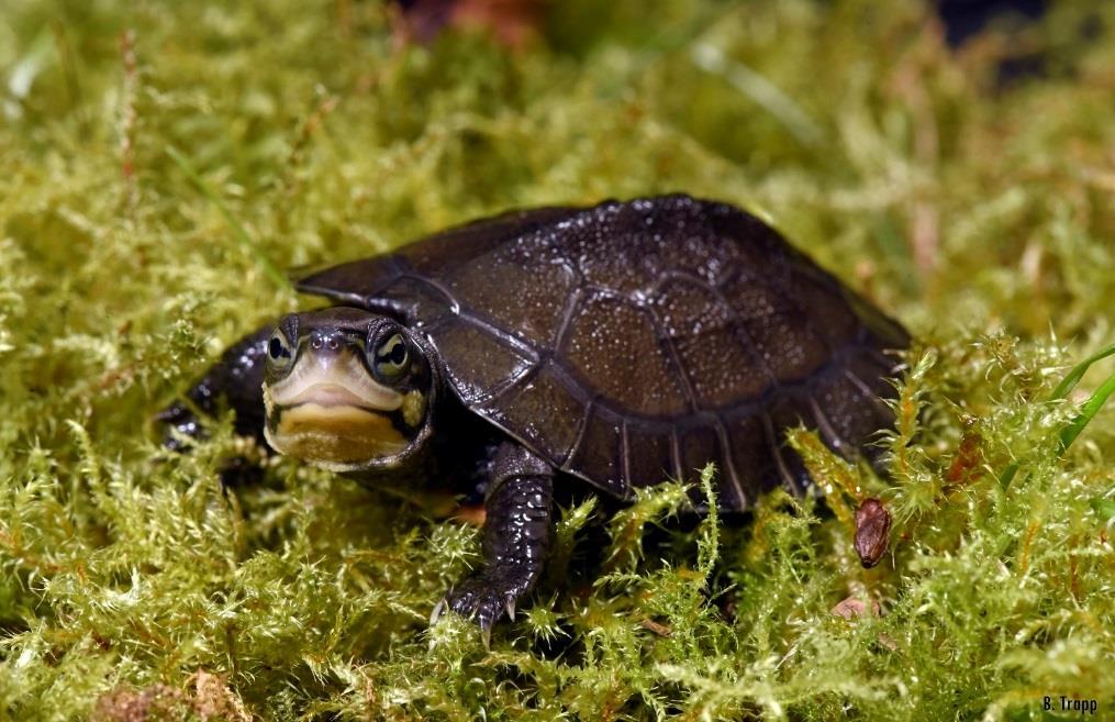 Einige asiatische Schildkrötenarten sind im Freiland bereits ausgerottet oder nur noch in geringen Beständen vorhanden.